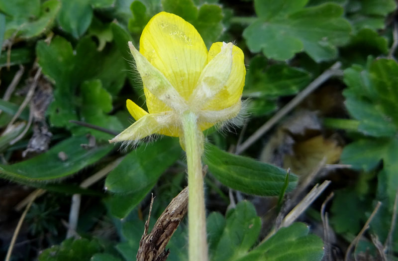 Ranunculus montanus ?